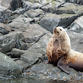 Steller Sea Lion