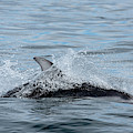 Dolphin