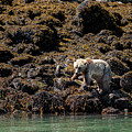 Grizzly Bear