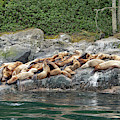 Steller Sea Lion